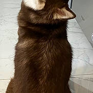 Frida is registered to the contest to win money with this photo: animal, black, brown, cabinet, curious, dog, domestic, floor, furry, german_shepherd, husky, indoor, kitchen, looking_back, lying_down, pet, relaxed, sitting, tile, white