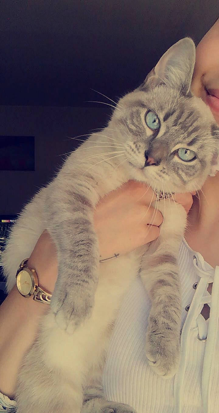 Olafe a rejoint le concours — aidez-le/la à gagner de superbes lots ! asian, british_longhair, british_semi_longhair, british_shorthair, burmilla, carnivore, cat, ear, european_shorthair, eye, fawn, felidae, fur, kitten, nose, paw, polydactyl_cat, siberian, small_to_medium_sized_cats, whiskers