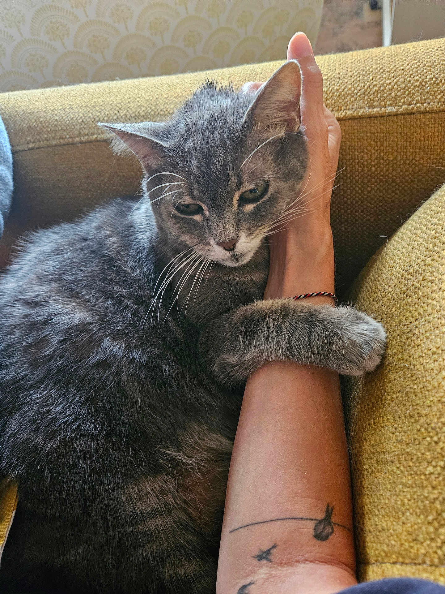 Cléo a rejoint le concours — aidez-le/la à gagner de superbes lots ! cat, gray_tabby, paw, arm, tattoo, couch, furniture, indoor, cozy, snuggling, affection, fur, whiskers, closeup, relaxing, person, hand, yellow, texture, comfort