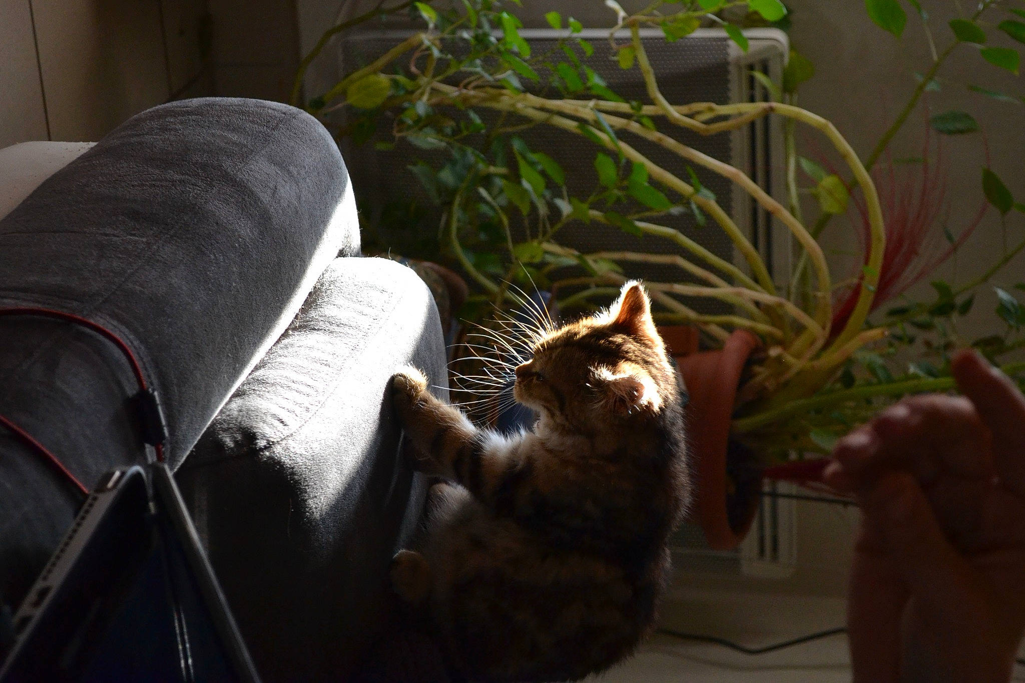 Sheitan participe au concours pour gagner de l'argent avec cette photo : carnivore, cat, comfort, companion_dog, couch, domestic_short_haired_cat, fawn, felidae, flowerpot, grass, houseplant, human_leg, mammal, plant, small_to_medium_sized_cats, tail, terrestrial_plant, tints_and_shades, whiskers, wood