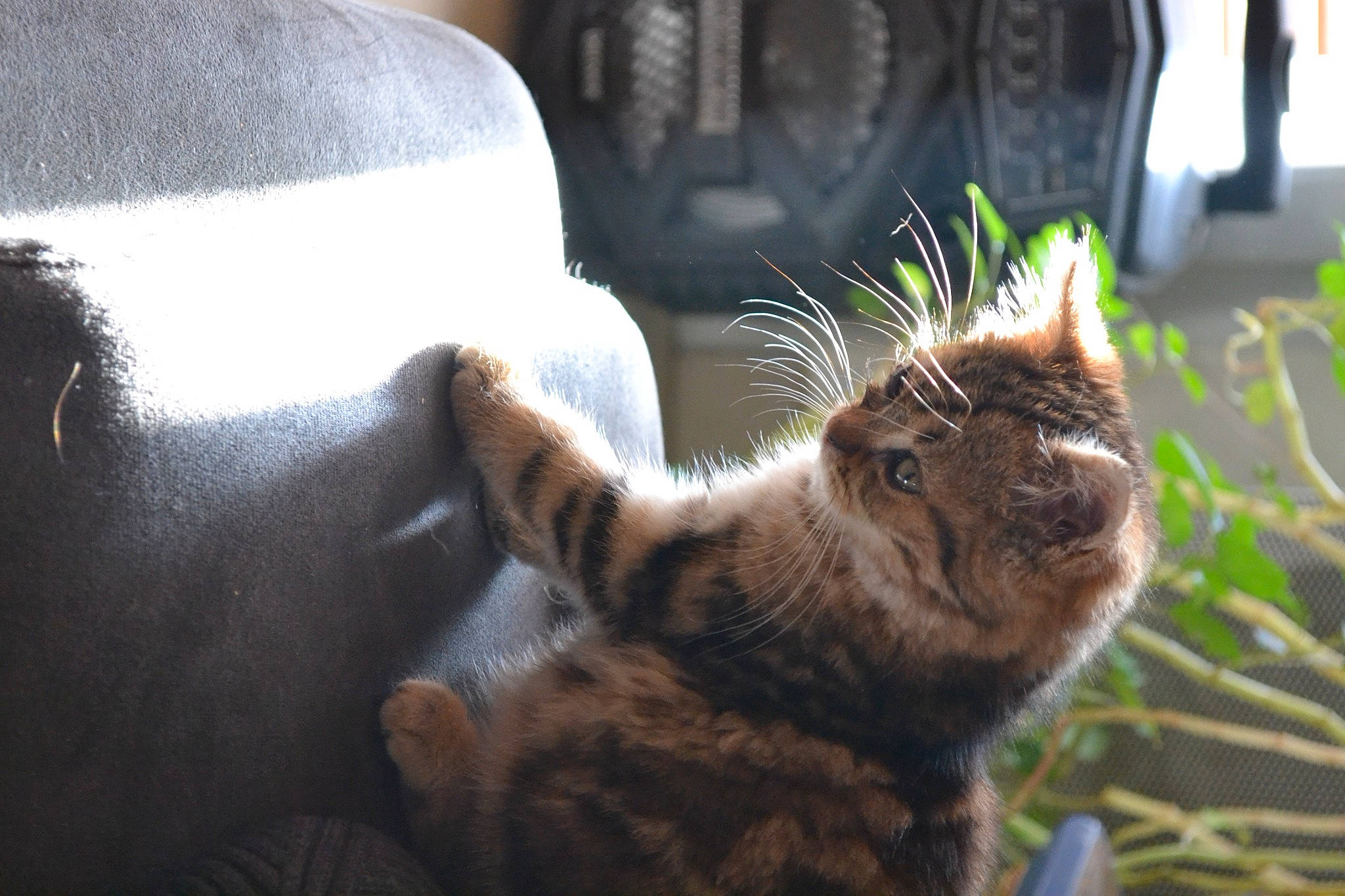 Sheitan participe au concours pour gagner de l'argent avec cette photo : carnivore, cat, domestic_short_haired_cat, fawn, felidae, flowerpot, fur, grass, houseplant, human_leg, paw, plant, sitting, small_to_medium_sized_cats, snout, tail, terrestrial_animal, whiskers, window, wood