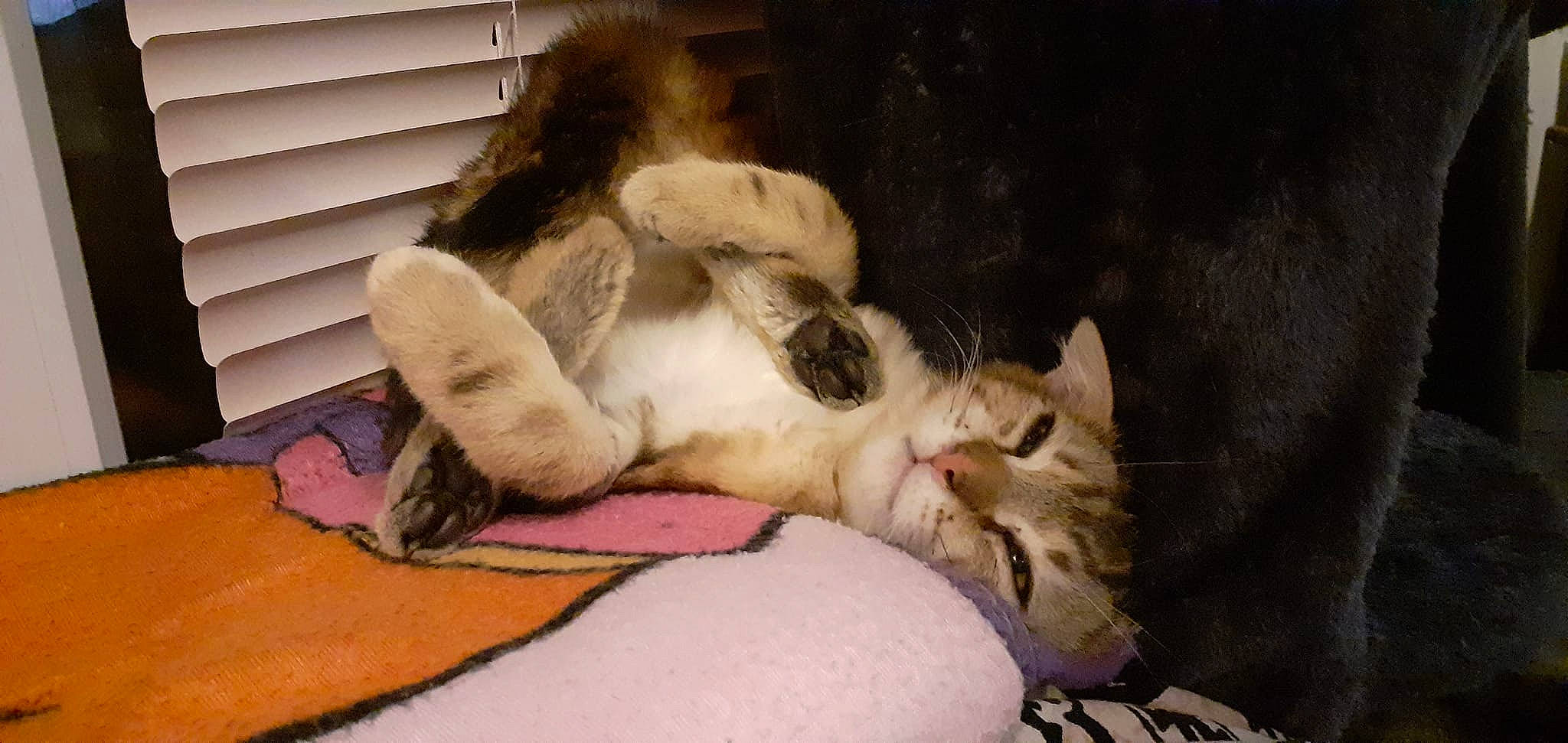 Sheitan a rejoint le concours — aidez-le/la à gagner de superbes lots ! canidae, carnivore, cat, claw, comfort, companion_dog, dog_breed, domestic_short_haired_cat, fawn, felidae, foot, fur, linens, nap, paw, sleep, small_to_medium_sized_cats, snout, tail, whiskers