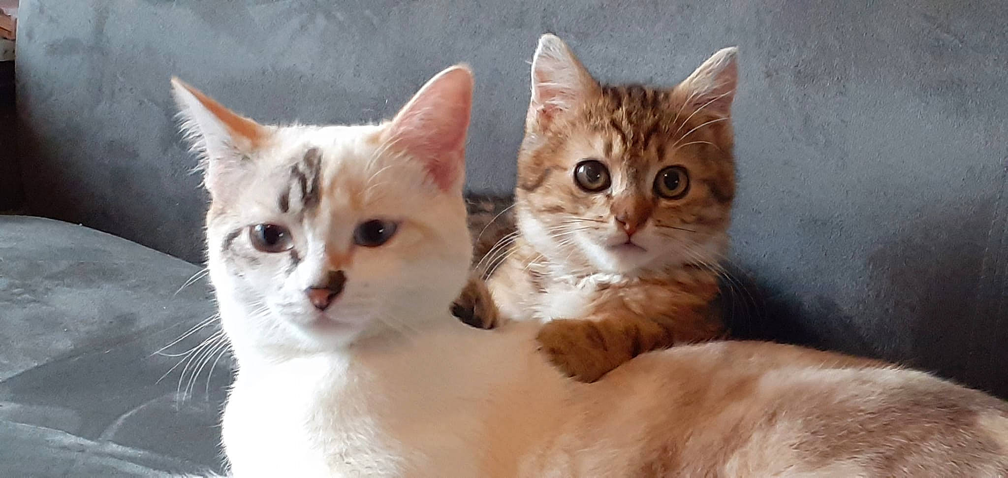 Sheitan a rejoint le concours — aidez-le/la à gagner de superbes lots ! carnivore, cat, close_up, collar, domestic_short_haired_cat, fawn, felidae, fur, iris, paw, photo_caption, small_to_medium_sized_cats, snout, tail, whiskers, window