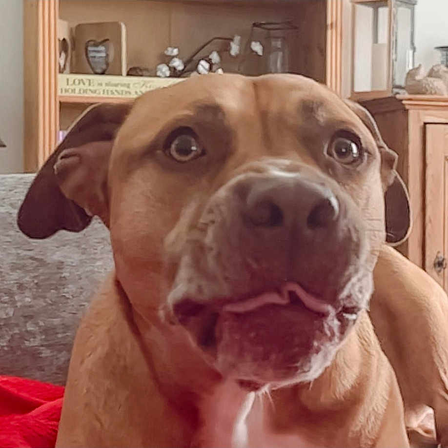 Dougie is registered to the contest to win money with this photo: cabinetry, canidae, carnivore, collar, companion_dog, dog, dog_breed, dog_collar, dogo_argentino, eye, fawn, liver, molosser, selfie, snout, sporting_group, whiskers, working_animal, working_dog, wrinkle