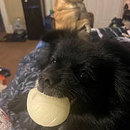 Teddy joined the competition — help win amazing prizes! black_dog, dog, ball, toy, indoor, blanket, golden_dog, pet, animal, face_closeup, playful, companion, fur, mouth, cute, domestic, background, home, resting, friendly