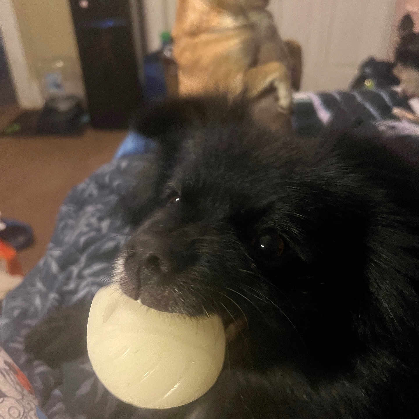 Teddy joined the competition — help win amazing prizes! animal, background, ball, black_dog, blanket, companion, cute, dog, domestic, face_closeup, friendly, fur, golden_dog, home, indoor, mouth, pet, playful, resting, toy