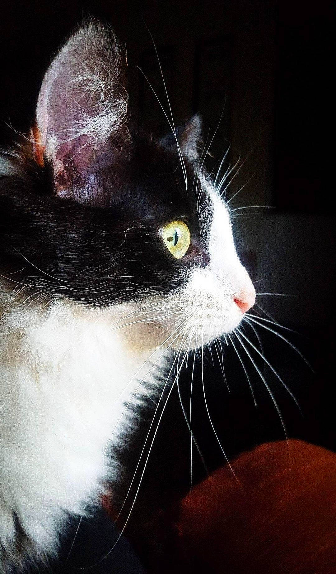 Ivy joined the competition — help win amazing prizes! black_cat, carnivore, cat, comfort, darkness, domestic_short_haired_cat, felidae, fur, grass, paw, small_to_medium_sized_cats, snout, tail, whiskers, window