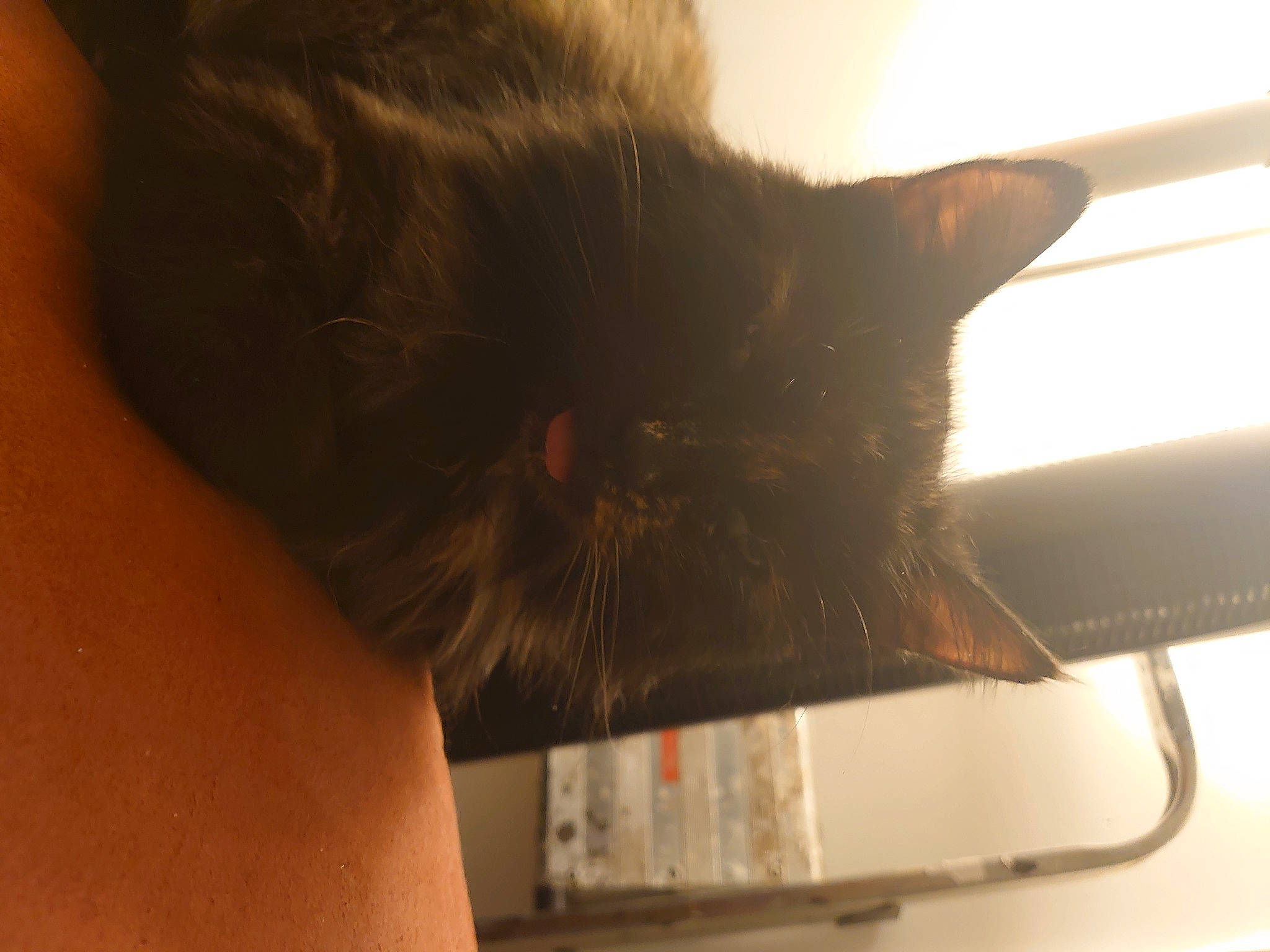 Snuffles is registered to the contest to win money with this photo: black_cat, carnivore, cat, comfort, domestic_short_haired_cat, ear, facial_hair, felidae, fur, hair, nose, small_to_medium_sized_cats, snout, tail, tints_and_shades, whiskers, window