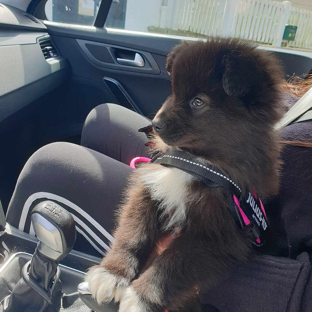 Vicky a rejoint le concours — aidez-le/la à gagner de superbes lots ! accessories, alloywheel, animal, belt, canine, car, car_interior, carseat, carwheel, cushion, dog, machine, pet, puppy, spoke, suv, tire, transportation, vehicle, wheel