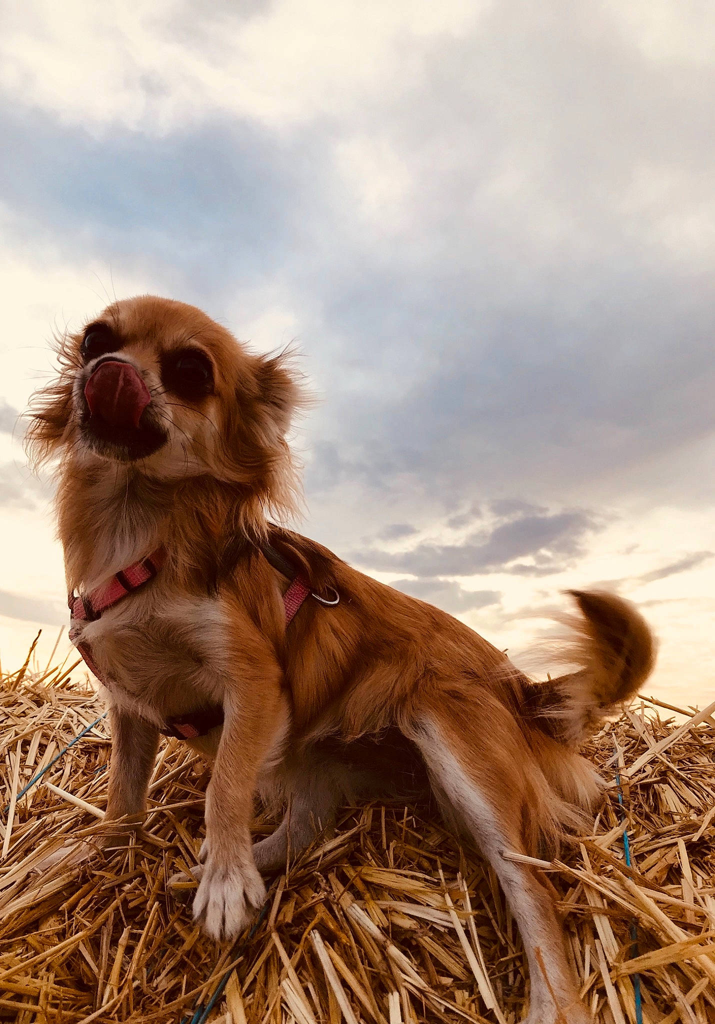 Nina a rejoint le concours — aidez-le/la à gagner de superbes lots ! agriculture, canidae, carnivore, cloud, companion_dog, dog, dog_breed, fawn, field, fur, grass, gun_dog, landscape, liver, plant, sky, spaniel, sporting_group, terrestrial_animal, wood