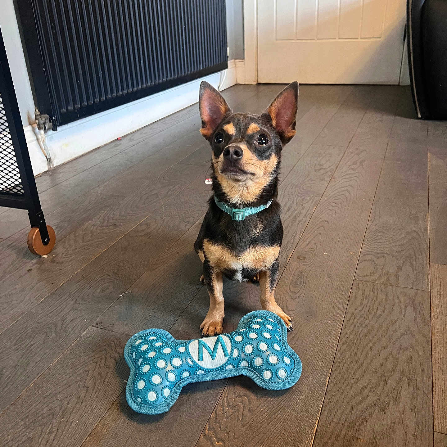 Milo is registered to the contest to win money with this photo: animal, canine, clothing, dog, dogbed, hardwood, hosiery, pet, puppy, sock, stainedwood, symbol, text, wood