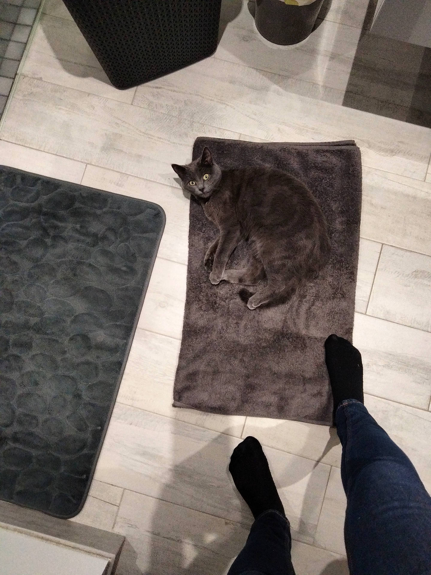 Tweeny a rejoint le concours — aidez-le/la à gagner de superbes lots ! animal, black_socks, casual, cat, cozy, curious, floor, gray_cat, home, human_feet, indoor, jeans, looking_up, mat, pet, plush, relaxed, texture, tile_floor, towel
