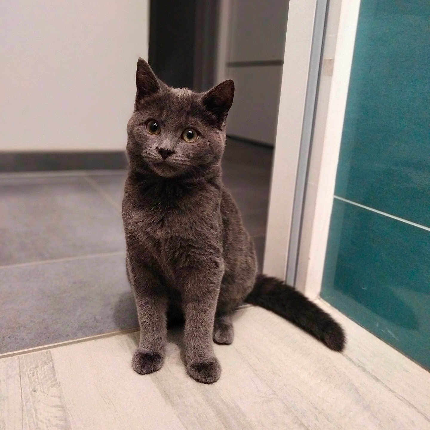 Tweeny participe au concours pour gagner de l'argent avec cette photo : animal, cat, cozy, curious, cute, domestic_cat, doorway, ears, eyes, feline, floor, gray_cat, home, indoor, pet, sitting, soft_fur, tail, tiles, whiskers
