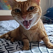 Lila participe au concours pour gagner de l'argent avec cette photo : cat, orange_tabby, pet, animal, whiskers, teeth, mouth_open, bed, indoor, fur, close_up, expression, patterned_bedspread, feline, cute, animal_face, domestic_cat, resting, home, playful