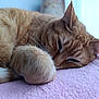 Lila participe au concours pour gagner de l'argent avec cette photo : cat, orange_tabby, sleeping, paw, feline, pet, cozy, blanket, indoor, closeup, fur, whiskers, relaxing, cute, animal, mammal, nap, resting, soft, domestic_cat