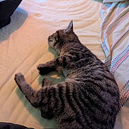 Titty Kitty joined the competition — help win amazing prizes! cat, tabby, sleeping, bed, blanket, striped, pet, animal, feline, resting, cozy, indoor, hand, human, comfort, cute, fur, closeup, relaxation, companion