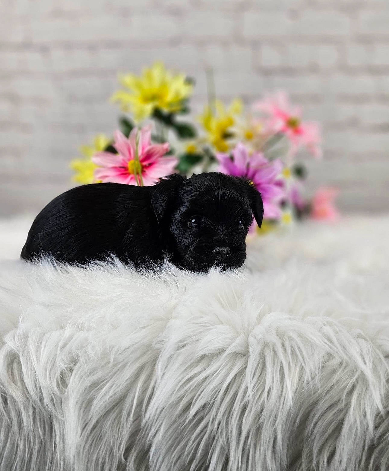Midnight joined the competition — help win amazing prizes! annual_plant, canidae, carnivore, comfort, companion_dog, dog, dog_breed, flower, fur, grass, liver, magenta, petal, plant, puppy, snout, sporting_group, toy_dog, winter, working_animal