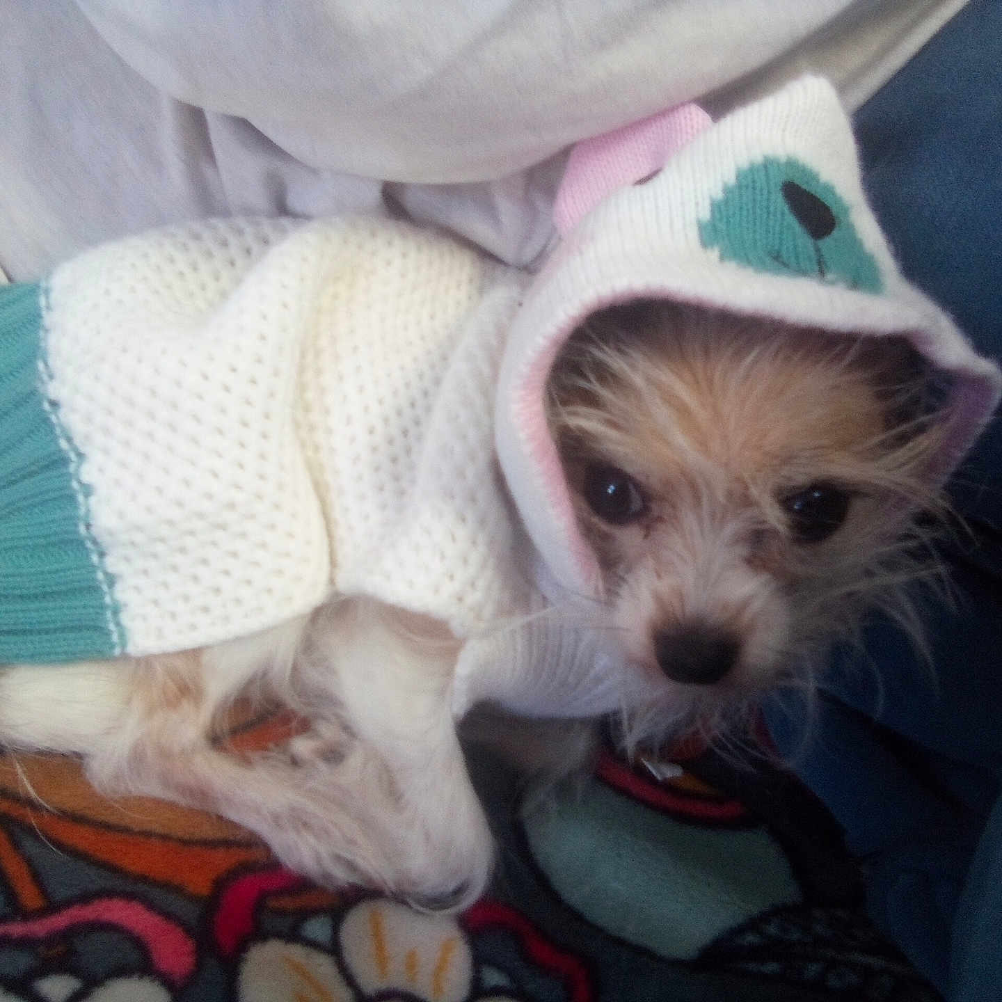 Daisy Mae is registered to the contest to win money with this photo: animal, beanie, blanket, bonnet, canine, cap, clothing, couch, dog, furniture, hat, hood, hoodie, hound, knitwear, pet, puppy, sweater, sweatshirt, terrier