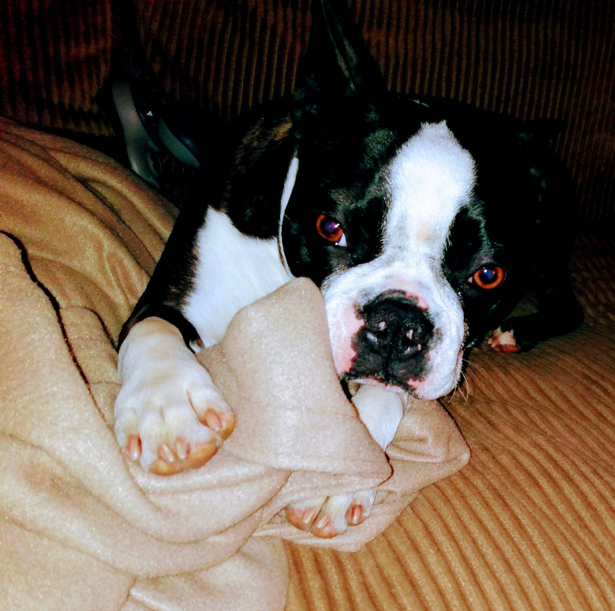 Kiki is registered to the contest to win money with this photo: boston_terrier, canidae, carmine, carnivore, collar, comfort, companion_dog, couch, dog, dog_breed, dog_collar, dog_supply, ear, fawn, fur, paw, snout, sporting_group, whiskers, working_animal