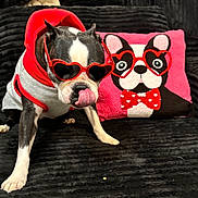 Kiki joined the competition — help win amazing prizes! accessory, black_couch, boston_terrier, bow_tie_pattern, cartoon_pillow, close_up, couch, dog, fabric_texture, heart_sunglasses, hoodie, indoor, pet, pet_clothing, pink_pillow, playful, portrait, sitting, sunglasses, tongue_out