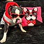 accessory, black_couch, boston_terrier, bow_tie_pattern, cartoon_pillow, close_up, couch, dog, fabric_texture, heart_sunglasses, hoodie, indoor, pet, pet_clothing, pink_pillow, playful, portrait, sitting, sunglasses, tongue_out
