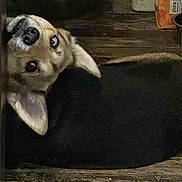 Yuki joined the competition — help win amazing prizes! animal, black_fur, brown_fur, corgi, curled_up, cute, dog, doorframe, ears, flooring, fur, home, indoor, looking_at_camera, nose, pet, portrait, resting, tilted_head, wood_floor