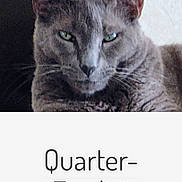 Jackie Blue is registered to the contest to win money with this photo: animal, cat, close_up, comments, face, feline, gray_cat, green_eyes, indoor, likes, mobile_screen, pet, portrait, post, profile, quarter_finalist, screenshot, social_media, text_overlay, user_interface