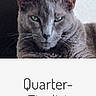 animal, cat, close_up, comments, face, feline, gray_cat, green_eyes, indoor, likes, mobile_screen, pet, portrait, post, profile, quarter_finalist, screenshot, social_media, text_overlay, user_interface
