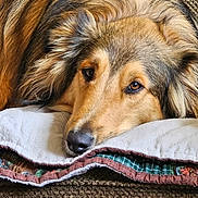 River is registered to the contest to win money with this photo: dog, pet, animal, canine, fur, face, ears, nose, eyes, resting, pillow, blanket, quilt, texture, closeup, indoors, cozy, comfort, relaxing, brown