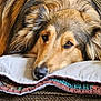 dog, pet, animal, canine, fur, face, ears, nose, eyes, resting, pillow, blanket, quilt, texture, closeup, indoors, cozy, comfort, relaxing, brown
