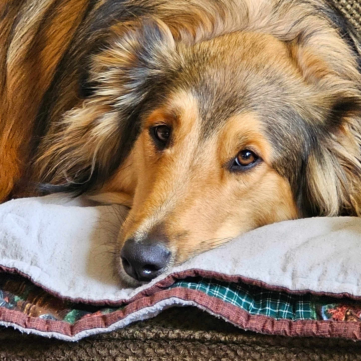 River is registered to the contest to win money with this photo: animal, blanket, brown, canine, closeup, comfort, cozy, dog, ears, eyes, face, fur, indoors, nose, pet, pillow, quilt, relaxing, resting, texture