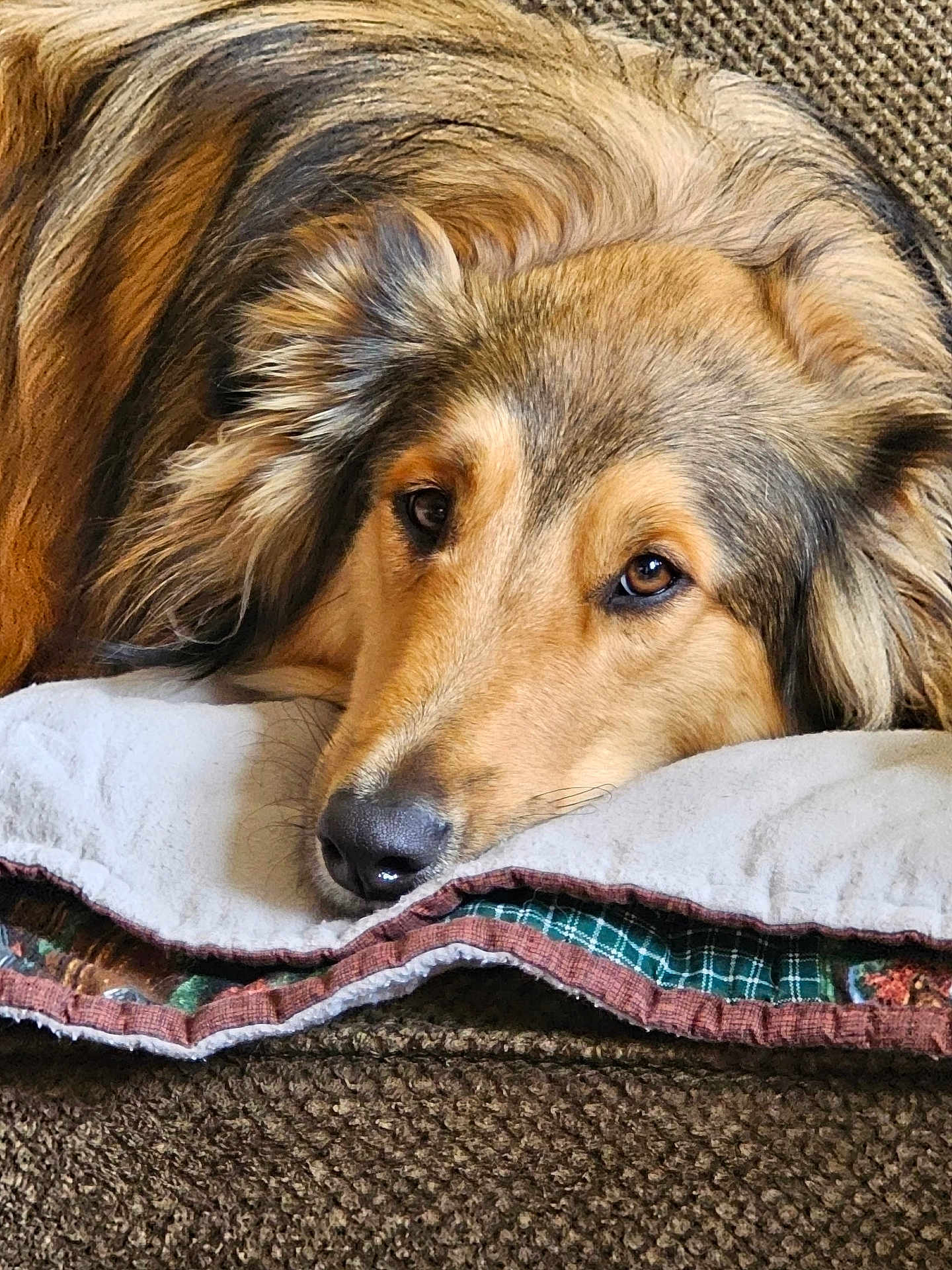 River is registered to the contest to win money with this photo: dog, pet, animal, canine, fur, face, ears, nose, eyes, resting, pillow, blanket, quilt, texture, closeup, indoors, cozy, comfort, relaxing, brown