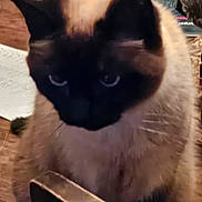 Sweetie is registered to the contest to win money with this photo: cat, siamese_cat, indoor, close_up, animal, pet, feline, wood, table, brown, black, fur, whiskers, ears, eyes, face, domestic_animal, looking_down, mood, blurry