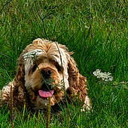 Peanut is registered to the contest to win money with this photo: dog, grass, greenery, outdoor, wildflowers, nature, tongue_out, curly_coat, fluffy, pet, animal, canine, happy, summer, field, close_up, playful, portrait, relaxed, sunlight