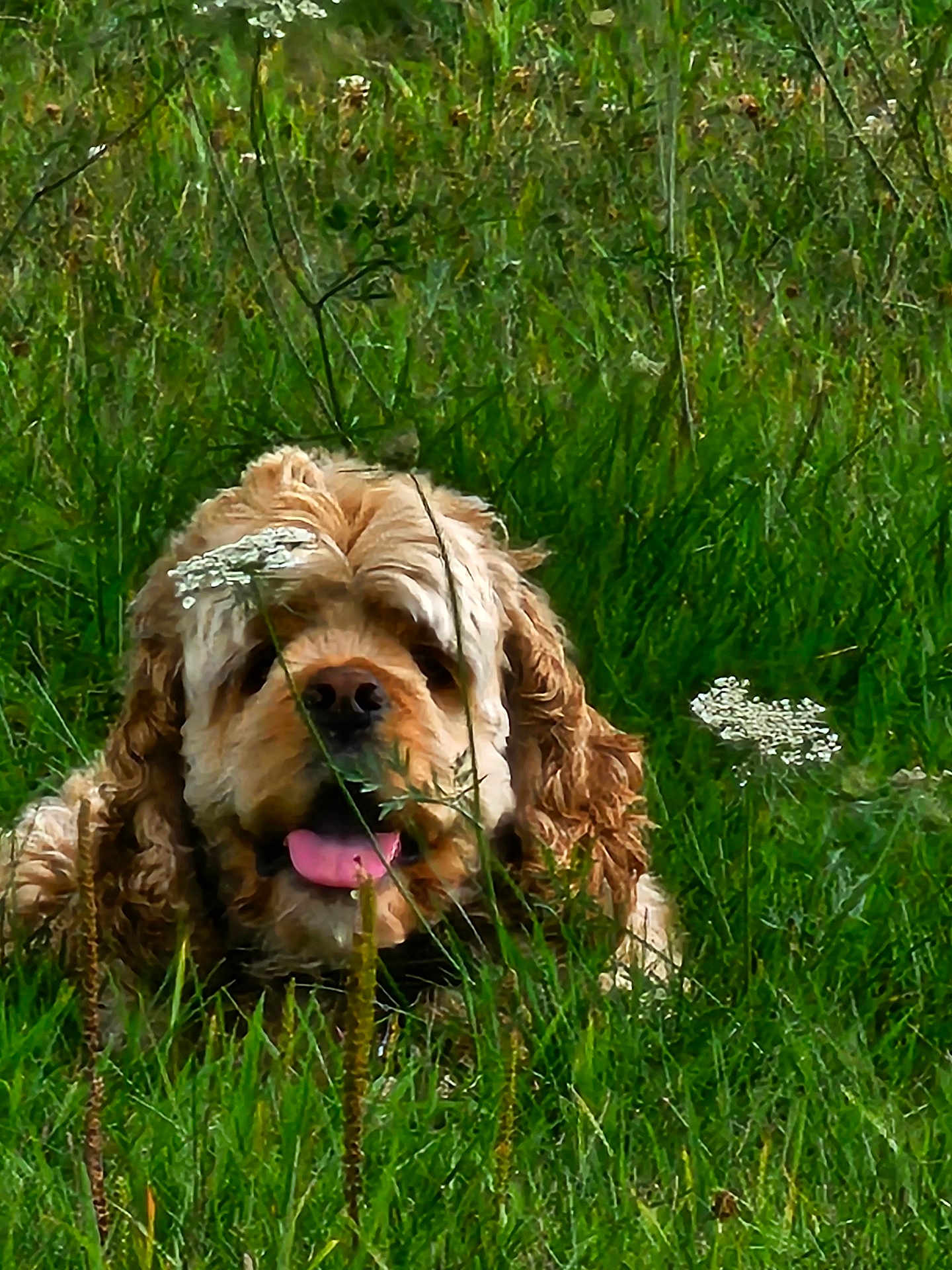 Peanut is registered to the contest to win money with this photo: dog, grass, greenery, outdoor, wildflowers, nature, tongue_out, curly_coat, fluffy, pet, animal, canine, happy, summer, field, close_up, playful, portrait, relaxed, sunlight