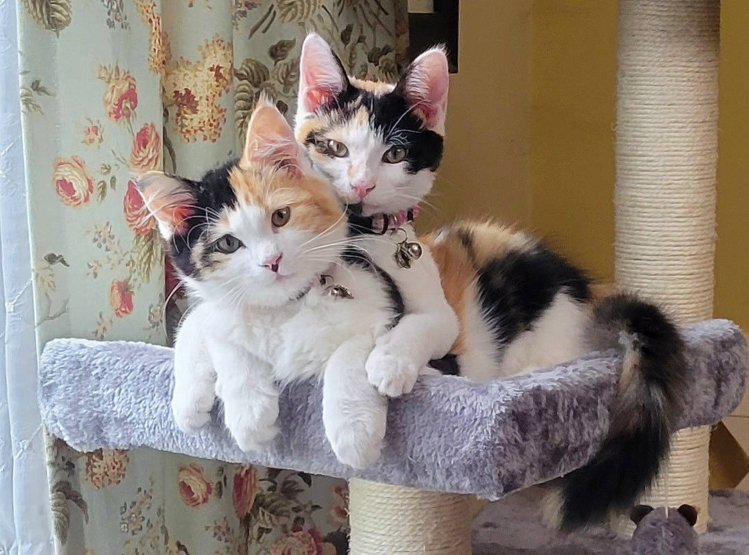 Ava And Gracie joined the competition — help win amazing prizes! carnivore, cat, cat_furniture, cat_supply, claw, collar, comfort, curtain, domestic_short_haired_cat, fawn, felidae, foot, fur, paw, pet_supply, sitting, small_to_medium_sized_cats, tail, whiskers, window