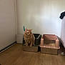 animal, cat, cleaning_brush, corner, domestic, floor, flooring, fur, household, indoor, litter_box, orange_cat, pet, pet_care, quiet, room, sitting, toy_ball, wall, wood_floor