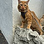 Freckles joined the competition — help win amazing prizes! animal, cat, closeup, concrete, curious, ears, feline, harness, leash, orange_tabby, outdoor, pet, portrait, sidewalk, standing, tail, texture, urban, wall, whiskers