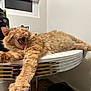 Freckles is registered to the contest to win money with this photo: cat, claws, cozy, domestic_animal, feline, fur, ginger_cat, household, indoor, minimalism, mouth_open, paw, pet, relaxed, sleepy, stretching, table, whiskers, white_table, yawning