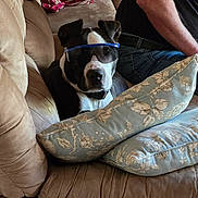 Sniper is registered to the contest to win money with this photo: black_and_white_dog, black_tshirt, brown_couch, canine, casual_clothing, companion, couch, decorative_pillow, dog, furniture, household, indoor, jeans, living_room, person, pet, pillow, relaxing, seated, sunglasses