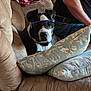 black_and_white_dog, black_tshirt, brown_couch, canine, casual_clothing, companion, couch, decorative_pillow, dog, furniture, household, indoor, jeans, living_room, person, pet, pillow, relaxing, seated, sunglasses