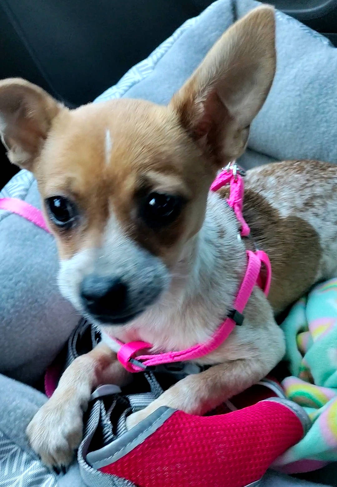 Bella joined the competition — help win amazing prizes! canidae, carnivore, chihuahua, collar, companion_dog, dog, dog_breed, dog_collar, dog_supply, ear, fawn, fur, mammal, russkiy_toy, snout, sporting_group, terrier, toy_dog, vertebrate, whiskers