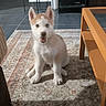 puppy, dog, husky, indoor, living_room, rug, table, plant, sunlight, furniture, pet, cute, floor, home, animal, sitting, playful, young, cozy, bright