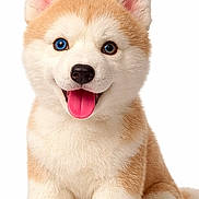 Sinky participe au concours pour gagner de l'argent avec cette photo : stuffed_toy, puppy, dog, sitting, blue_eye, brown_eye, tongue_out, fluffy, white_background, cute, toy, realistic, animal, pet, front_view, ears, nose, paw, smiling, website_text