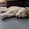 puppy, dog, sleeping, floor, tile_floor, indoors, living_room, sofa, cushion, blanket, cozy, pet, animal, cute, resting, fur, nose, paw, home, relaxation