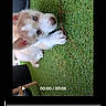 puppy, dog, grass, stick, blue_eyes, playing, pet, animal, outdoor, young_dog, cute, fur, paw, lying_down, screen_screenshot, video_editor, filter_options, technology, mobile_phone, photo_editing