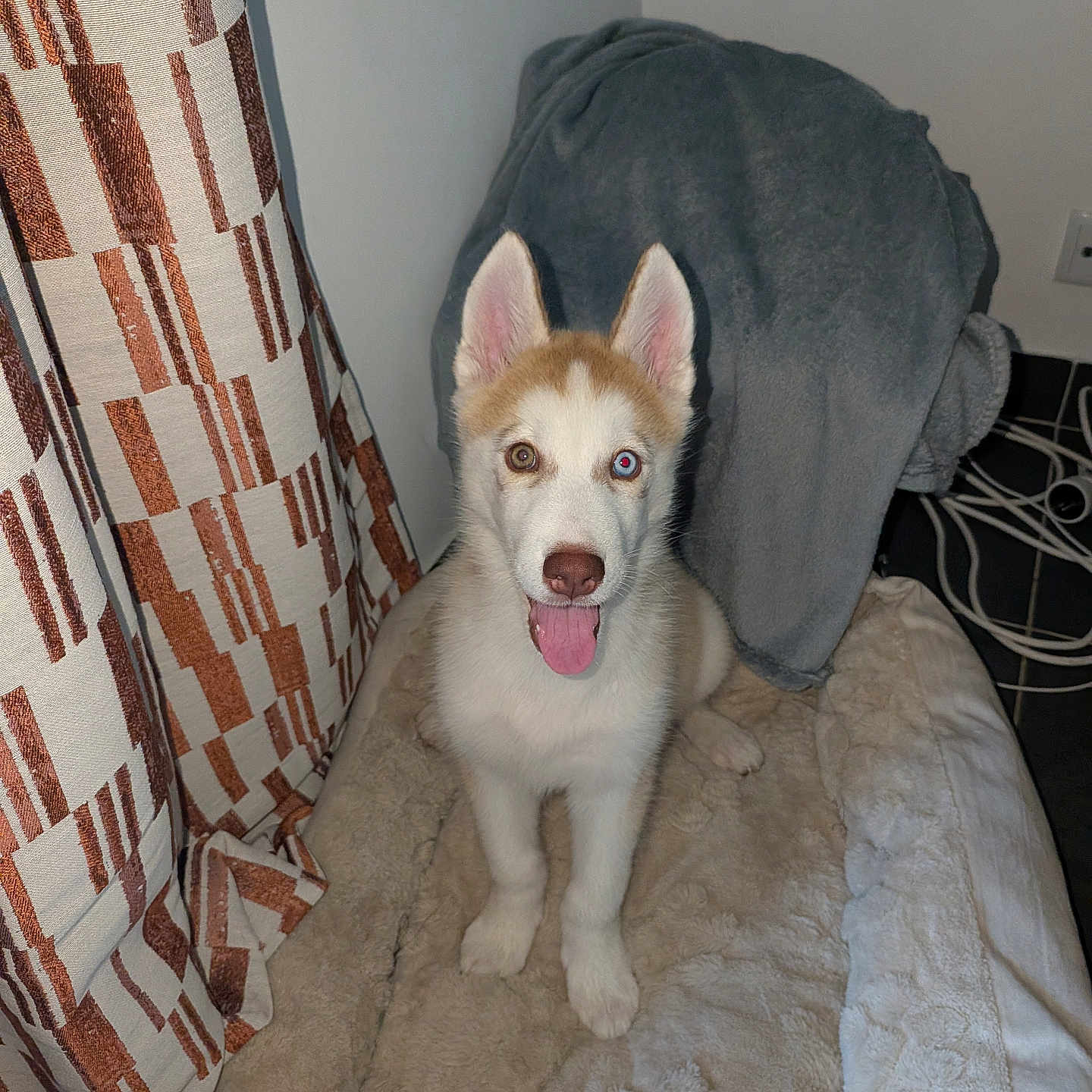 Sinky participe au concours pour gagner de l'argent avec cette photo : puppy, dog, husky, blue_eye, brown_eye, tongue_out, bed, blanket, plush_toy, indoor, curtain, happy, pet, cute, fur, ears, animal, smile, cozy, young