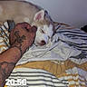 Sinky a rejoint le concours — aidez-le/la à gagner de superbes lots ! dog, puppy, sleeping, hand, tattoo, bed, blanket, striped, indoor, resting, pet, cozy, comfort, human, skin, animal, cute, relaxation, domestic, closeup