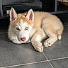 husky, puppy, dog, heterochromia, blue_eye, brown_eye, fur, cute, pet, indoor, floor, tile, animal, resting, young, canine, ears, nose, whiskers, shelving