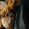 animal, bedtime, cat, companion, cozy, cute, dark_background, feline, indoors, monkey_toy, orange_tabby, pet, plush_toy, relaxed, resting, sleepy, snuggling, soft_toy, stuffed_animal, warm_light